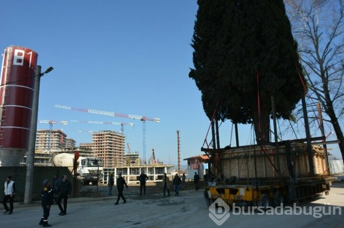 Bursa'da 55 yıllık selvi ağacı zarar görmeden taşındı!