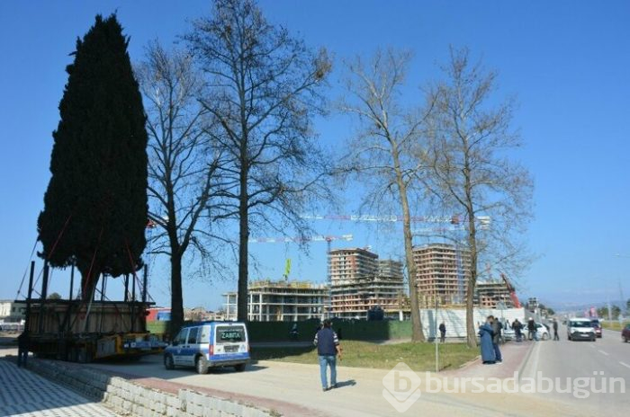 Bursa'da 55 yıllık selvi ağacı zarar görmeden taşındı!