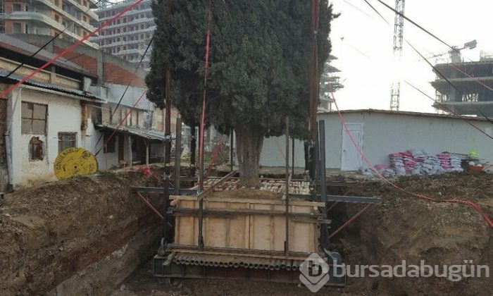 Bursa'da 55 yıllık selvi ağacı zarar görmeden taşındı!