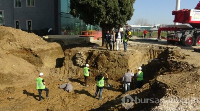 Bursa'da 55 yıllık selvi ağacı zarar görmeden taşındı!