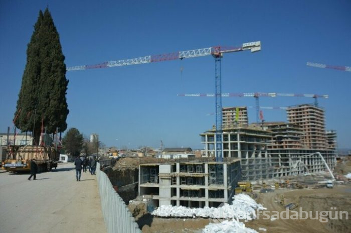 Bursa'da 55 yıllık selvi ağacı zarar görmeden taşındı!