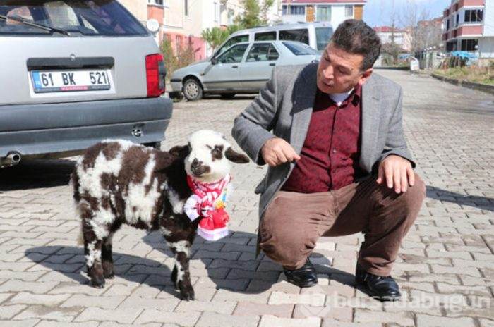 Maça yanından ayırmadığı kuzusuyla gitti