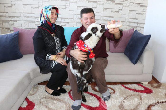 Maça yanından ayırmadığı kuzusuyla gitti
