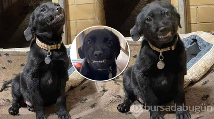 Gülümseyen köpek fenomen oldu!