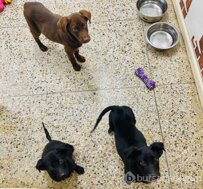 Gülümseyen köpek fenomen oldu!