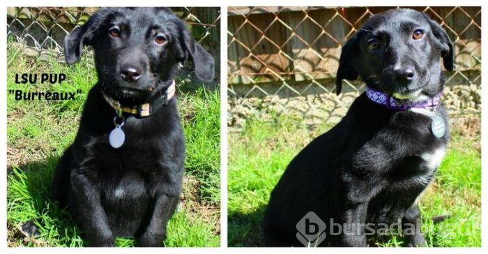 Gülümseyen köpek fenomen oldu!