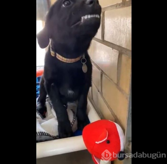 Gülümseyen köpek fenomen oldu!