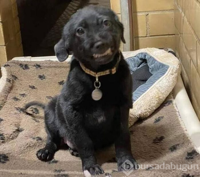 Gülümseyen köpek fenomen oldu!