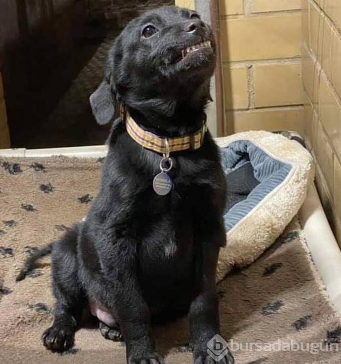 Gülümseyen köpek fenomen oldu!