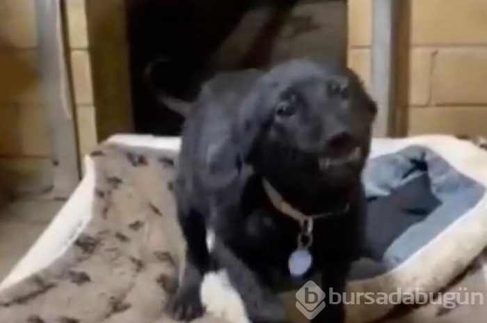 Gülümseyen köpek fenomen oldu!