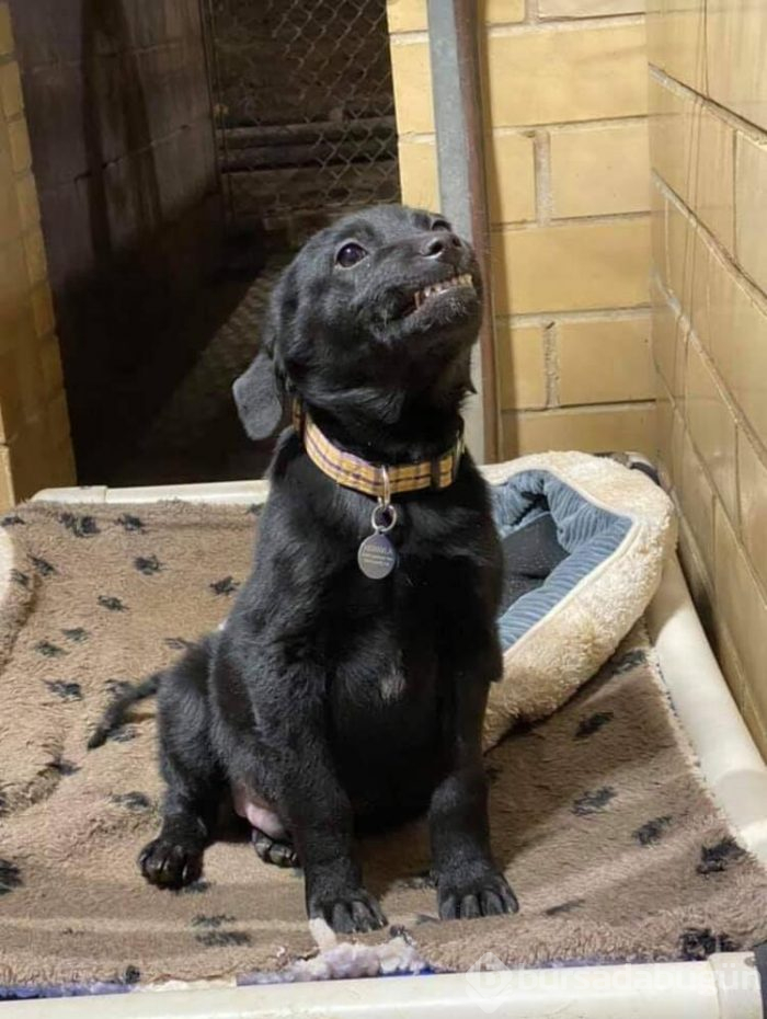 Gülümseyen köpek fenomen oldu!