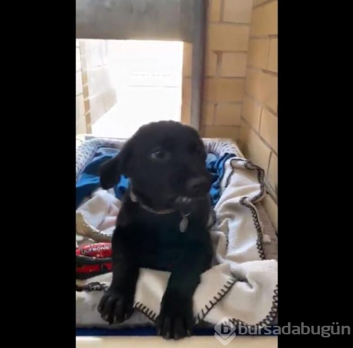 Gülümseyen köpek fenomen oldu!