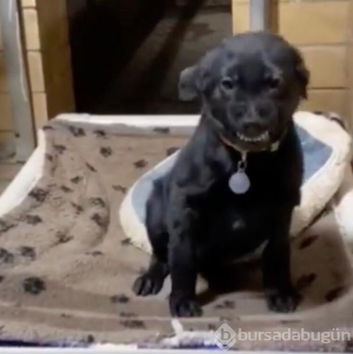 Gülümseyen köpek fenomen oldu!