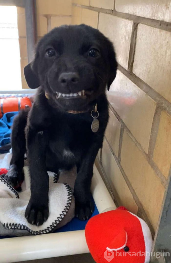 Gülümseyen köpek fenomen oldu!