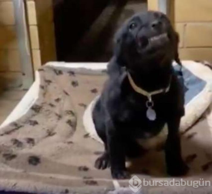 Gülümseyen köpek fenomen oldu!