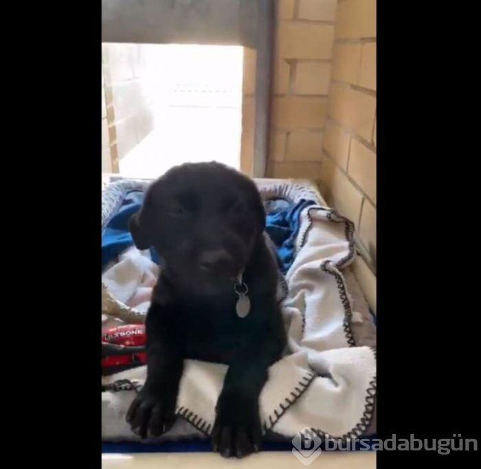 Gülümseyen köpek fenomen oldu!