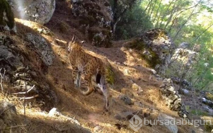 Antalya'da yaban hayatı 