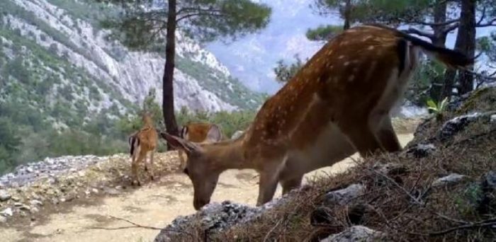Antalya'da yaban hayatı 