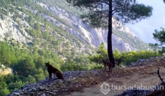 Antalya'da yaban hayatı 