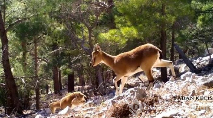 Antalya'da yaban hayatı 