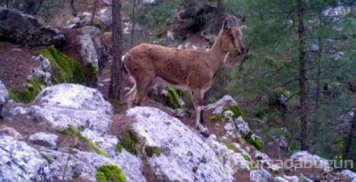 Antalya'da yaban hayatı 