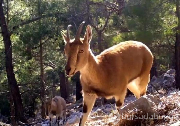 Antalya'da yaban hayatı 