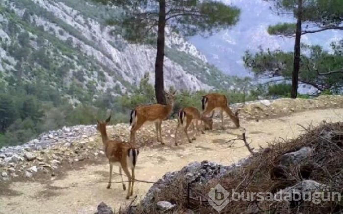 Antalya'da yaban hayatı 