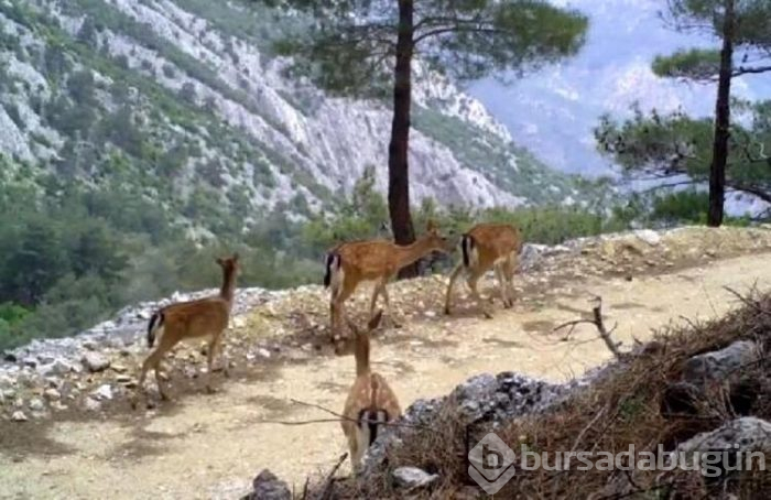 Antalya'da yaban hayatı 