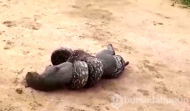 Boa yılanı ve pumanın ölümüne mücadelesi görüntülendi!