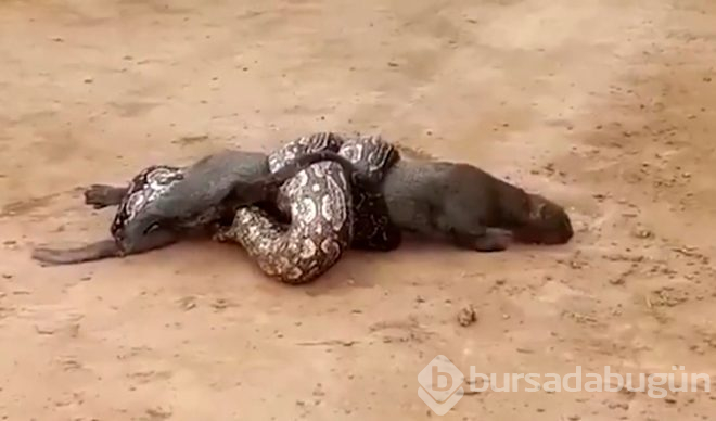 Boa yılanı ve pumanın ölümüne mücadelesi görüntülendi!