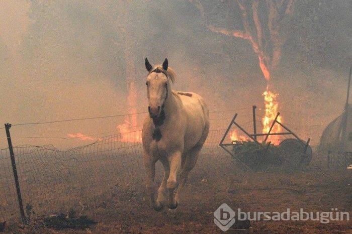 Avustralya'daki yangınlar 240 gün sonra söndü