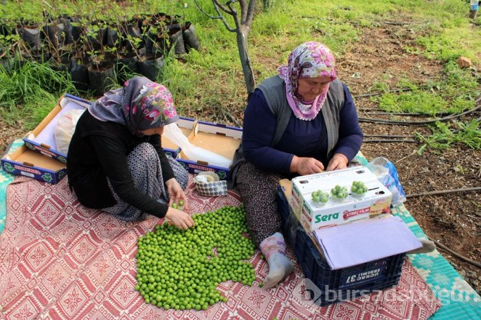 Kilosu 250 liradan satışta