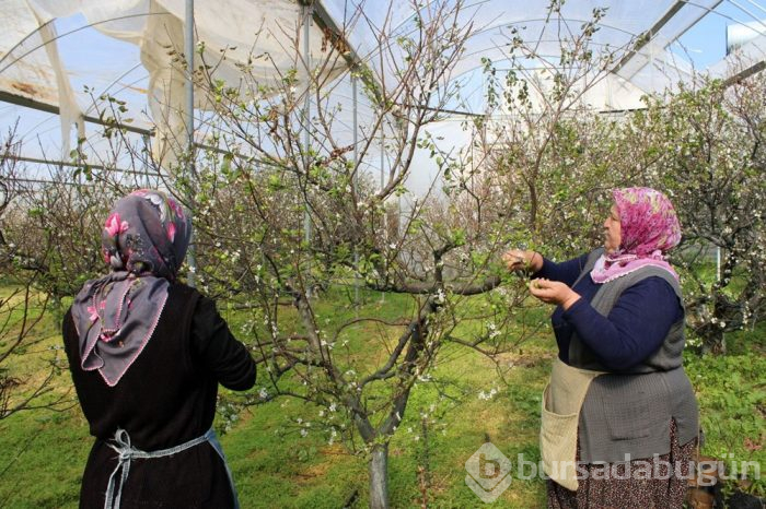 Kilosu 250 liradan satışta
