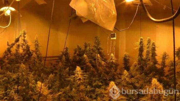 Operasyonda 46 kök skunk ve 1 pompalı tüfek ele geçirildi!
