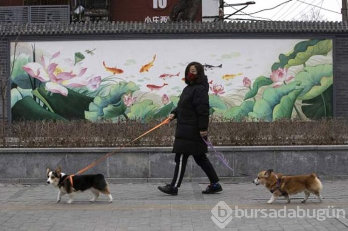 Bu sefer köpeğe bulaştı!