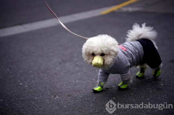 Bu sefer köpeğe bulaştı!