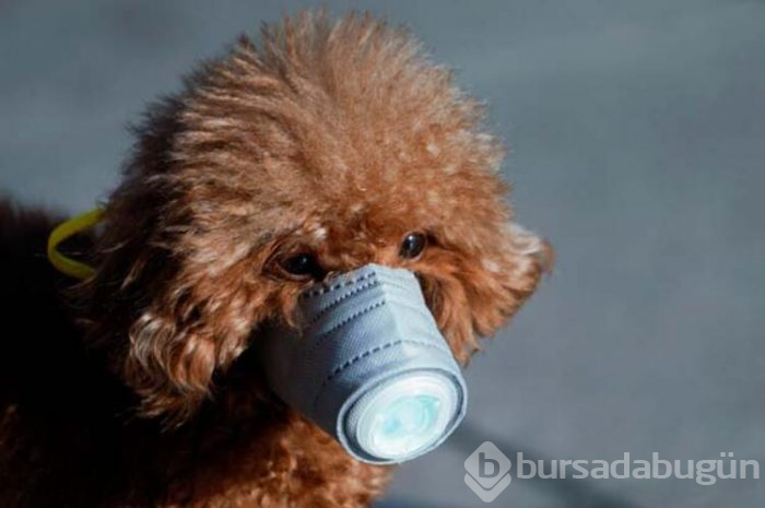 Bu sefer köpeğe bulaştı!