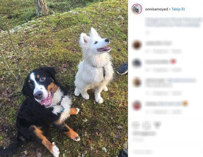 Sosyal medyanın yeni fenomeni