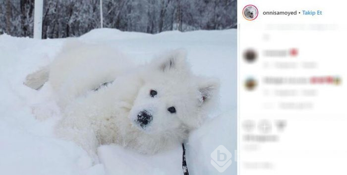 Sosyal medyanın yeni fenomeni