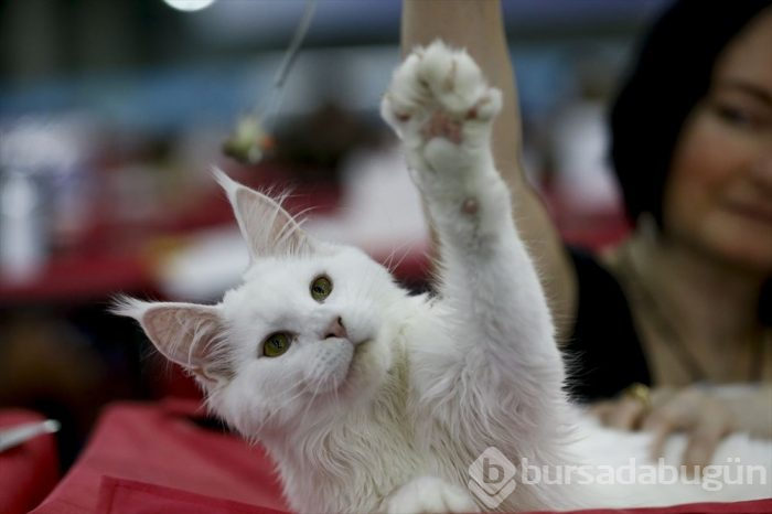 Kedi fuarından kalbinizi eritecek fotoğraflar