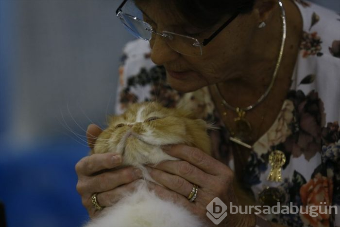 Kedi fuarından kalbinizi eritecek fotoğraflar