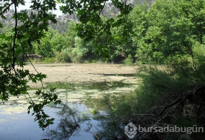Kovada Gölü zehir saçıyor