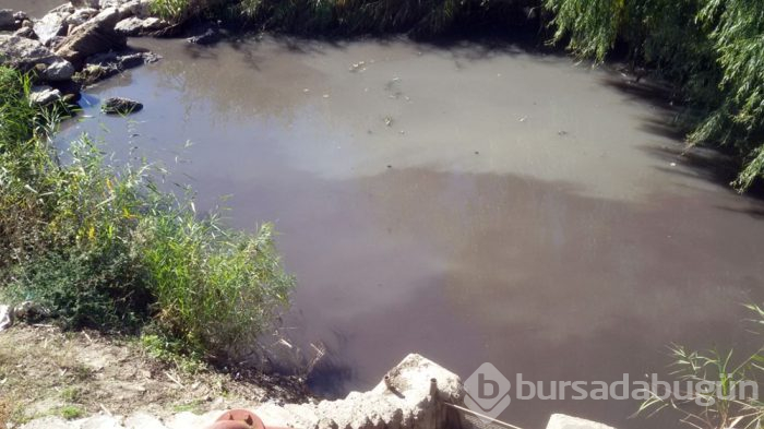 Kovada Gölü zehir saçıyor