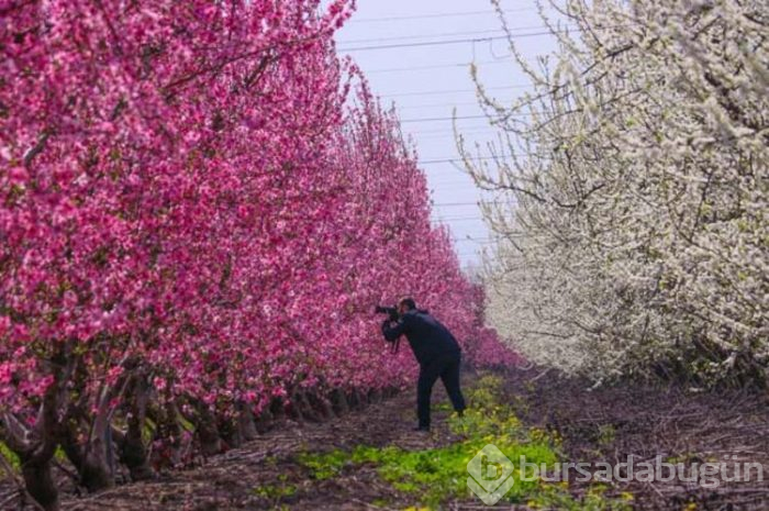 Amik Ovası'nda pembenin güzelliği