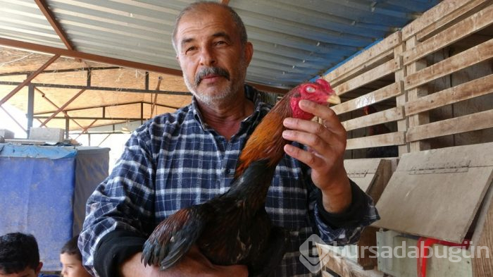 Arapların gözdesi araba fiyatına satılıyor