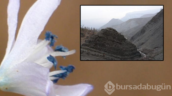 Bilim insanlarının gözü Hakkari'de