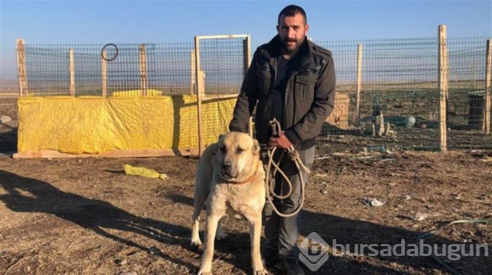 Bu köpeği almak için evini sattı!