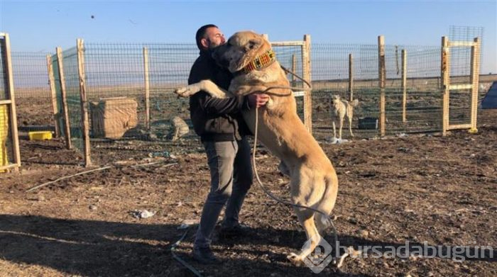 Bu köpeği almak için evini sattı!