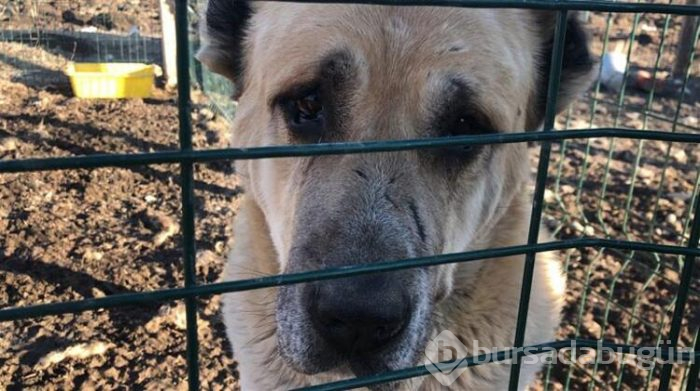 Bu köpeği almak için evini sattı!