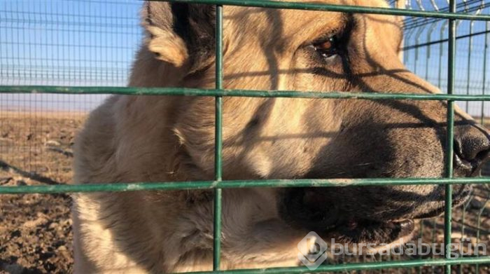 Bu köpeği almak için evini sattı!